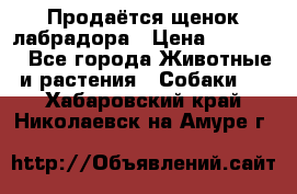Продаётся щенок лабрадора › Цена ­ 30 000 - Все города Животные и растения » Собаки   . Хабаровский край,Николаевск-на-Амуре г.